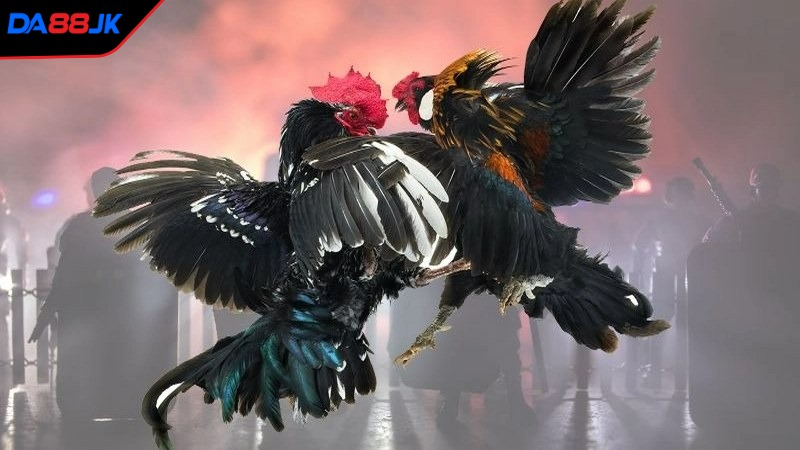 Đá gà DA88 một chuyên mục giải trí hấp dẫn