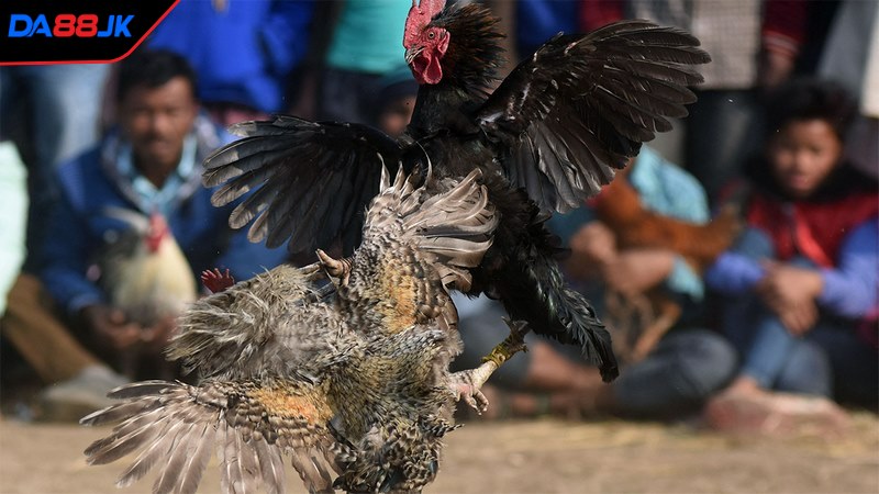 Quan sát tình hình trận đấu